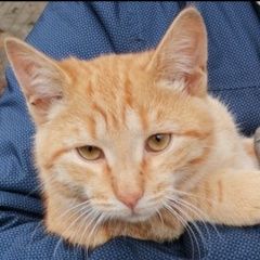 Подробнее об объявлении «Нижний Новгород Пропал кот рыжий кот.» Фото: пропала кошка  «Нижний Новгород Пропал кот рыжий кот.» в г. Нижний Новгород