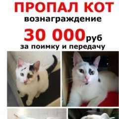 Подробнее об объявлении «Пропала кошка Краснодар» Фото: пропала кошка  «Пропала кошка Краснодар» в г. Краснодар
