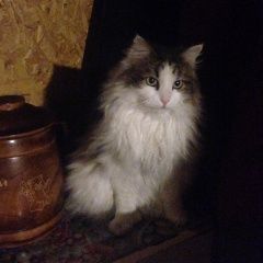 Подробнее об объявлении «Раменское Пропала кошка» Фото: пропала кошка Сибирская «Раменское Пропала кошка» в г. Раменское