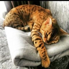 Подробнее об объявлении «Набережные Челны Пропала кошка бенгальская.» Фото: пропала кошка Бенгальская «Набережные Челны Пропала кошка бенгальская.» в г. Набережные Челны