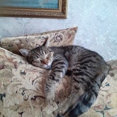 Подробнее об объявлении «Чебоксары Пропал кот» Фото: пропала кошка  «Чебоксары Пропал кот» в г. Чебоксары