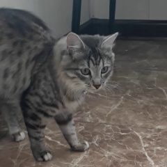Подробнее об объявлении «Москва Пропала кошка м. первомайская» Фото: пропала кошка  «Москва Пропала кошка м. первомайская» в г. Москва
