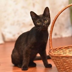 Подробнее об объявлении «Москва Пропал кот черный котенок, мск, ..» Фото: пропала кошка  «Москва Пропал кот черный котенок, мск, ..» в г. Москва