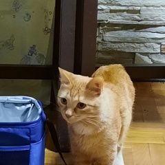 Подробнее об объявлении «Пропал кот любимый кот Сочи» Фото: пропала кошка  «Пропал кот любимый кот Сочи» в г. Сочи