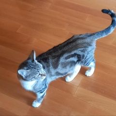 Подробнее об объявлении «Геленджик Пропала кошка» Фото: пропала кошка  «Геленджик Пропала кошка» в г. Геленджик