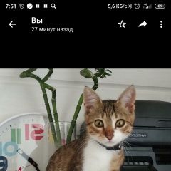Подробнее об объявлении «Видное Пропал кот бутово парк 7» Фото: пропала кошка  «Видное Пропал кот бутово парк 7» в г. Видное