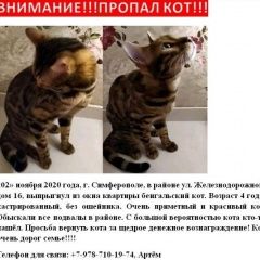 Подробнее об объявлении «Пропал кот бенгальский кот Симферополь» Фото: пропала кошка  «Пропал кот бенгальский кот Симферополь» в г. Симферополь