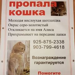 Подробнее об объявлении «Москва Пропала кошка шотландская вислоухая.необходимо лечении» Фото: пропала кошка Британская короткошерстная «Москва Пропала кошка шотландская...» в г. Москва