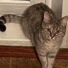 Подробнее об объявлении «Нижний Новгород Пропала кошка срочно» Фото: пропала кошка  «Нижний Новгород Пропала кошка срочно» в г. Нижний Новгород