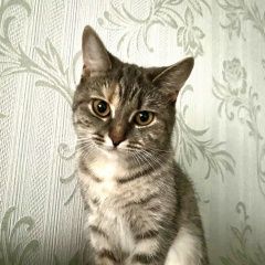 Подробнее об объявлении «Нижний Новгород Пропала кошка срочно» Фото: пропала кошка  «Нижний Новгород Пропала кошка срочно» в г. Нижний Новгород