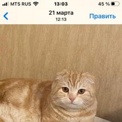 Подробнее об объявлении «Пропал кот шотландский вислоухий Краснодар» Фото: пропала кошка Скоттиш фолд (шотландская вислоухая) «Пропал кот шотландский вислоухий Краснодар» в г. Краснодар