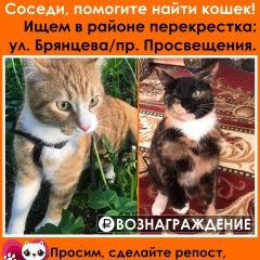 Подробнее об объявлении «Пропал кот Санкт-Петербург» Фото: пропала кошка  «Пропал кот Санкт-Петербург» в г. Санкт-Петербург