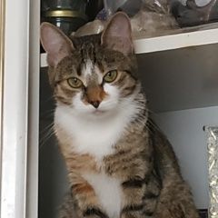 Подробнее об объявлении «Москва Пропала кошка» Фото: пропала кошка  «Москва Пропала кошка» в г. Москва