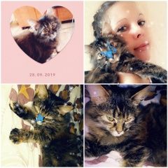 Подробнее об объявлении «Мытищи Пропала кошка..» Фото: пропала кошка  «Мытищи Пропала кошка..» в г. Мытищи