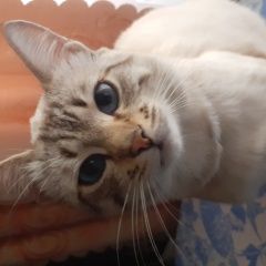 Подробнее об объявлении «Пропал кот Узловая» Фото: пропала кошка  «Пропал кот Узловая» в г. Узловая