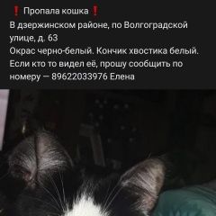 Подробнее об объявлении «Ярославль Пропала кошка» Фото: пропала кошка  «Ярославль Пропала кошка» в г. Ярославль
