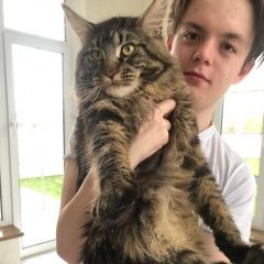 Подробнее об объявлении «Пропал кот мейнкун Троицк» Фото: пропала кошка Мейн-кун «Пропал кот мейнкун Троицк» в г. Троицк