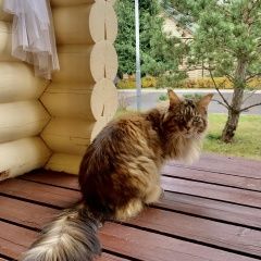 Подробнее об объявлении «Мытищи Пропала кошка деревня аксаково» Фото: пропала кошка Мейн-кун «Мытищи Пропала кошка деревня аксаково» в г. Мытищи