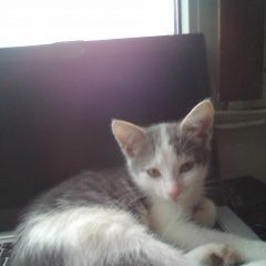 Подробнее об объявлении «Москва Пропал кот» Фото: пропала кошка  «Москва Пропал кот» в г. Москва