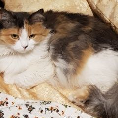 Подробнее об объявлении «Пропала кошка Уфа» Фото: пропала кошка  «Пропала кошка Уфа» в г. Уфа