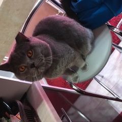 Подробнее об объявлении «Пропал кот Ставрополь» Фото: пропала кошка Британская короткошерстная «Пропал кот Ставрополь» в г. Ставрополь