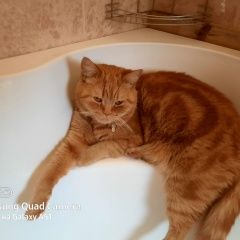Подробнее об объявлении «Пропал кот рыжий кот Солнечногорск» Фото: пропала кошка  «Пропал кот рыжий кот Солнечногорск» в г. Солнечногорск