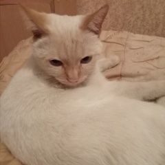 Подробнее об объявлении «Воронеж Пропал кот» Фото: пропала кошка Сиамская «Воронеж Пропал кот» в г. Воронеж