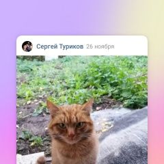 Подробнее об объявлении «Коломна Пропал кот» Фото: пропала кошка  «Коломна Пропал кот» в г. Коломна