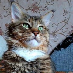Подробнее об объявлении «Пропал кот Тюмень» Фото: пропала кошка  «Пропал кот Тюмень» в г. Тюмень