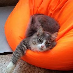 Подробнее об объявлении «Пропал котик Ревда (Свердловская обл.)» Фото: пропала кошка  «Пропал котик Ревда (Свердловская обл.)» в г. Ревда (Свердловская обл.)