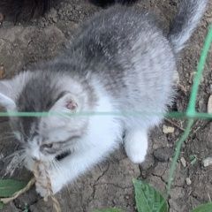 Подробнее об объявлении «Пропала кошка Краснодар» Фото: пропала кошка  «Пропала кошка Краснодар» в г. Краснодар