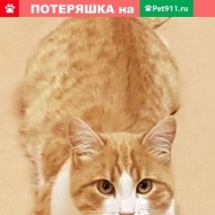 Подробнее об объявлении «Москва Пропал кот» Фото: пропала кошка  «Москва Пропал кот» в г. Москва