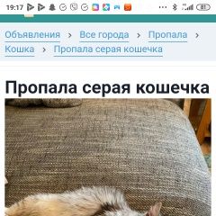 Подробнее об объявлении «Пропала кошка 6 декабря Одинцово» Фото: пропала кошка  «Пропала кошка 6 декабря Одинцово» в г. Одинцово