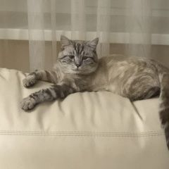 Подробнее об объявлении «Чебоксары Пропал кот» Фото: пропала кошка  «Чебоксары Пропал кот» в г. Чебоксары