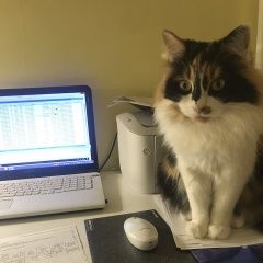 Подробнее об объявлении «Лобня Пропала кошка» Фото: пропала кошка  «Лобня Пропала кошка» в г. Лобня