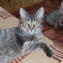 Подробнее об объявлении «Волгоград Пропал кот ик-инвалид» Фото: пропала кошка  «Волгоград Пропал кот ик-инвалид» в г. Волгоград