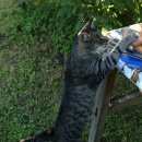 Подробнее об объявлении «Электроугли Пропал кот» Фото: пропала кошка  «Электроугли Пропал кот» в г. Электроугли