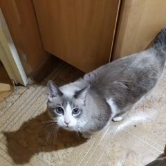 Подробнее об объявлении «Москва Пропал кот» Фото: пропала кошка Тайская «Москва Пропал кот» в г. Москва