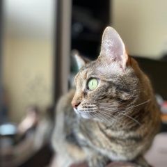 Подробнее об объявлении «Москва Пропала кошка» Фото: пропала кошка  «Москва Пропала кошка» в г. Москва