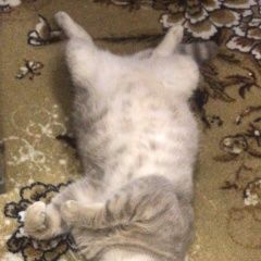 Подробнее об объявлении «Геленджик Пропал кот ик» Фото: пропала кошка  «Геленджик Пропал кот ик» в г. Геленджик