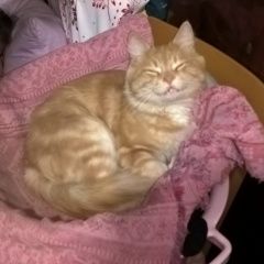 Подробнее об объявлении «Пропал котик чуня Ростов-на-Дону» Фото: пропала кошка  «Пропал котик чуня Ростов-на-Дону» в г. Ростов-на-Дону