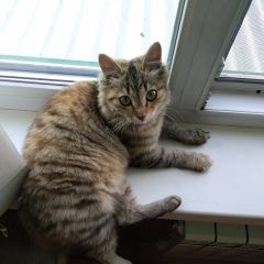 Подробнее об объявлении «Пропала кошка Черногорск Хакасия» Фото: пропала кошка Сибирская «Пропала кошка Черногорск Хакасия» в г. Черногорск Хакасия