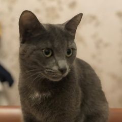 Подробнее об объявлении «Пропала кошка отечественная улица д 7 Санкт-Петербург» Фото: пропала кошка  «Пропала кошка отечественная улица д 7...» в г. Санкт-Петербург
