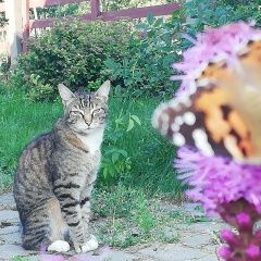 Подробнее об объявлении «Москва Пропал кот» Фото: пропала кошка  «Москва Пропал кот» в г. Москва