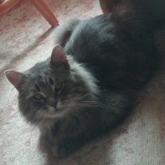 Подробнее об объявлении «Обнинск Пропал кот» Фото: пропала кошка  «Обнинск Пропал кот» в г. Обнинск