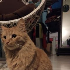 Подробнее об объявлении «Пропал кот.. Самара» Фото: пропала кошка  «Пропал кот.. Самара» в г. Самара