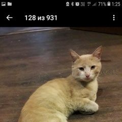 Подробнее об объявлении «Ульяновск Пропал котик.» Фото: пропала кошка  «Ульяновск Пропал котик.» в г. Ульяновск