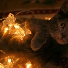 Подробнее об объявлении «Пропала кошка в посёлке горшково Дмитров» Фото: пропала кошка Русская голубая «Пропала кошка в посёлке горшково Дмитров» в г. Дмитров