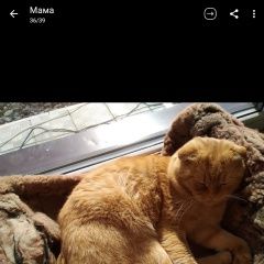 Подробнее об объявлении «Пропал кот рыжий вислоухий кот Оренбург» Фото: пропала кошка  «Пропал кот рыжий вислоухий кот Оренбург» в г. Оренбург