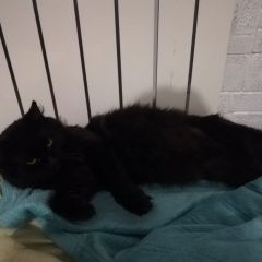 Подробнее об объявлении «Орел Пропал кот ик.» Фото: пропала кошка  «Орел Пропал кот ик.» в г. Орел